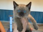 JULLIAN - Ragdoll Cat For Sale - Morristown&comma; NJ&comma; US
