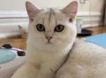 Roxana - British Shorthair Cat For Sale - Brooklyn&comma; NY&comma; US
