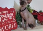 Morton - Sphynx Cat For Sale - Mundelein&comma; IL&comma; US