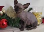 Marvin - Sphynx Cat For Sale - Mundelein&comma; IL&comma; US