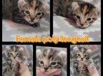 Female tortie highlander - Highlander Cat For Sale - Frenchtown&comma; MI&comma; US