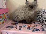 Himalayan girll - Himalayan Cat For Adoption - Auburn&comma; WA&comma; US