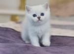 Barney - Scottish Straight Cat For Sale - Los Angeles&comma; CA&comma; US