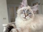 Samson - Maine Coon Cat For Sale - Hollywood&comma; FL&comma; US