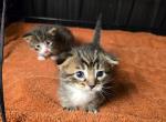 Marble Munchkin Litter - Munchkin Cat For Sale - Denver&comma; CO&comma; US