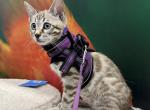 Boba aka Zelda - Bengal Cat For Sale - Oklahoma City&comma; OK&comma; US