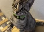 Killua aka Nanook - Bengal Cat For Sale - Oklahoma City&comma; OK&comma; US