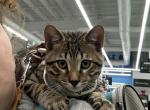 Ryker Joe - Bengal Cat For Sale - Oklahoma City&comma; OK&comma; US