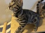 Gon aka Castor - Bengal Cat For Sale - Oklahoma City&comma; OK&comma; US