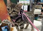 Nyx - Bengal Cat For Sale - Oklahoma City&comma; OK&comma; US