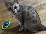 Fisher aka Wiley - Bengal Cat For Sale - Oklahoma City&comma; OK&comma; US
