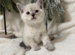 Precious - Siamese Cat For Sale - Battle Ground&comma; WA&comma; US