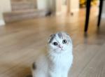 U R I - Scottish Fold Cat For Sale - Fontana&comma; CA&comma; US