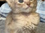 Charlotte - Somali Cat For Sale - Staten Island&comma; NY&comma; US