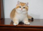 Felix Shantaren Shakh - British Shorthair Cat For Sale - CA&comma; US