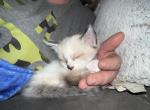 Dobby - Snowshoe Cat For Sale - Plainfield&comma; IN&comma; US
