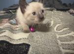 Abby - Siamese Cat For Sale - Plainfield&comma; IN&comma; US