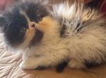 Female Persian Kitten CFA registered - Persian Kitten For Sale - NY&comma; US