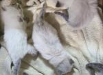 Christmas cutie - Balinese Cat For Sale - Dallas&comma; TX&comma; US