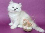 Michelle - British Shorthair Cat For Sale - Brooklyn&comma; NY&comma; US