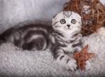 Eva - Scottish Fold Cat For Sale - Brooklyn&comma; NY&comma; US
