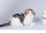 Amira  calico tricolor scottish fold baby girl - Scottish Fold Cat For Sale - Los Angeles&comma; CA&comma; US