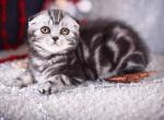 Erika - Scottish Fold Cat For Sale - Brooklyn&comma; NY&comma; US