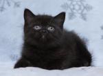 Hloya - British Shorthair Cat For Sale - Brooklyn&comma; NY&comma; US