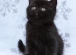 Hugo - British Shorthair Cat For Sale - Brooklyn&comma; NY&comma; US
