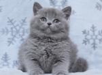 Hardi - British Shorthair Cat For Sale - Brooklyn&comma; NY&comma; US