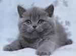 Hanter - British Shorthair Cat For Sale - Brooklyn&comma; NY&comma; US