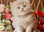 Simon - British Shorthair Cat For Sale - Brooklyn&comma; NY&comma; US