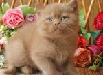 Ray - British Shorthair Cat For Sale - Brooklyn&comma; NY&comma; US