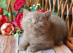 Ralf - British Shorthair Cat For Sale - Brooklyn&comma; NY&comma; US