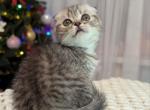 Rafaello - Scottish Fold Cat For Sale - Brooklyn&comma; NY&comma; US