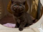 Rustem - British Shorthair Cat For Sale - Brooklyn&comma; NY&comma; US