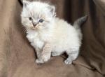 Seal Lynx point - Ragdoll Cat For Sale - Butler&comma; PA&comma; US
