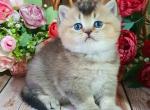 Ponchik - British Shorthair Cat For Sale - Brooklyn&comma; NY&comma; US