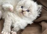 Seal lynx mitted female - Ragdoll Cat For Sale - Butler&comma; PA&comma; US