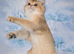 Ximon - Scottish Straight Cat For Sale - Brooklyn&comma; NY&comma; US
