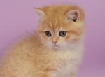 Monti - British Shorthair Cat For Sale - Brooklyn&comma; NY&comma; US