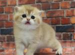 Darina - British Shorthair Cat For Sale - Brooklyn&comma; NY&comma; US