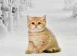 Taiti - British Shorthair Cat For Sale - Brooklyn&comma; NY&comma; US