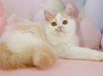 Vermouth - British Shorthair Cat For Sale - Brooklyn&comma; NY&comma; US
