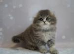 Mina - Scottish Fold Cat For Sale - Brooklyn&comma; NY&comma; US