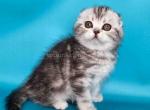 Unika  tiger silver classic tabby baby girl - Scottish Fold Kitten For Sale - Los Angeles&comma; CA&comma; US