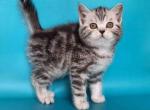 Ulya tiger silver classic tabby baby girl - American Shorthair Cat For Sale - Los Angeles&comma; CA&comma; US