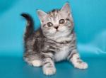 Uta tiger silver classic tabby baby girl - American Shorthair Cat For Sale - Los Angeles&comma; CA&comma; US