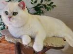 Licker - British Shorthair Cat For Sale - Quinlan&comma; TX&comma; US