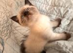 Hind - Ragdoll Cat For Sale - Burlington&comma; MA&comma; US
